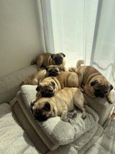 ぺちゃファミリー