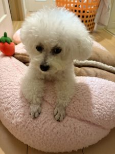 愛犬エマちゃん！