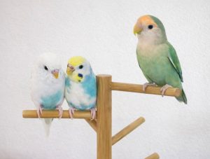 鳥たち