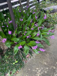 都大路展示場 庭