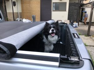 もふもふのお友達