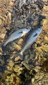 名探偵コナンの推理ファイルが大好きでした