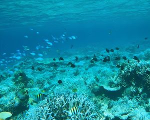 沖縄のサンゴ礁