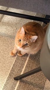 飼ってる猫♡