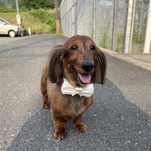 実家の愛犬