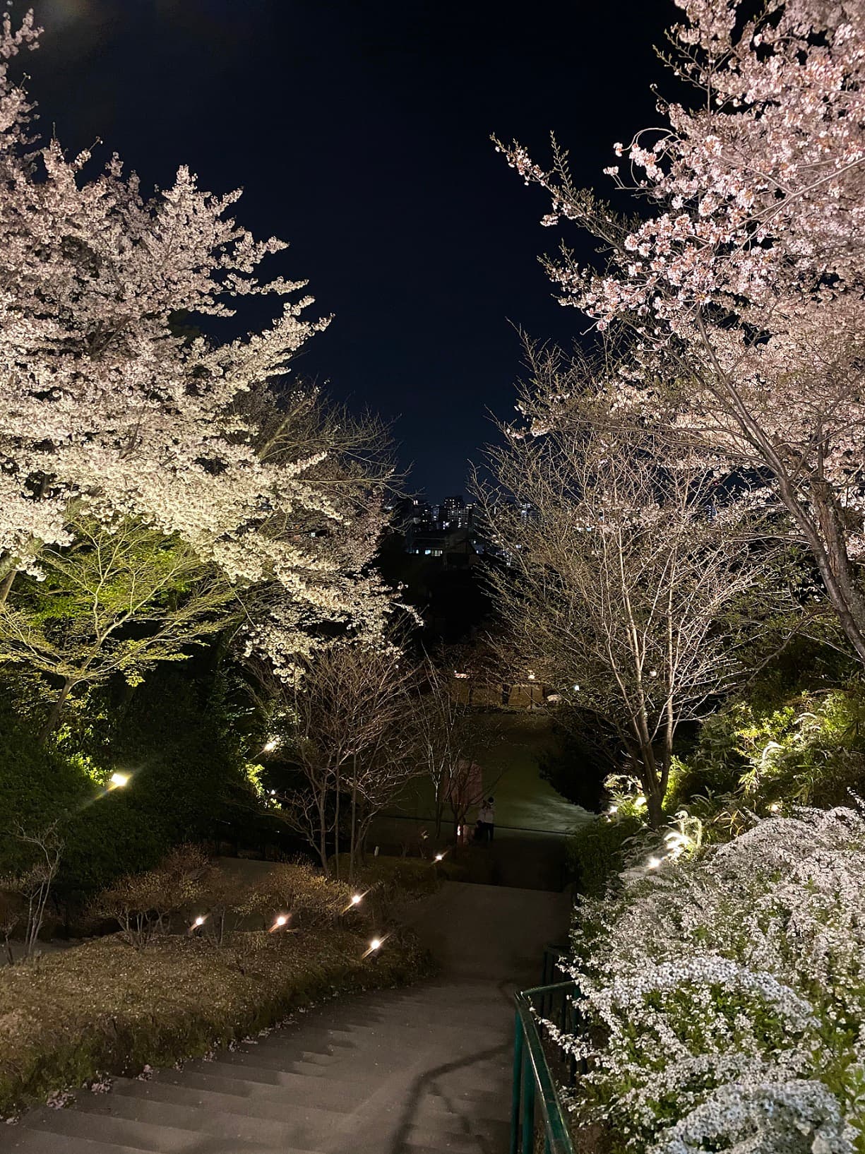 夜桜20220420