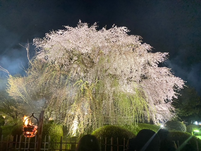 枝垂れ桜