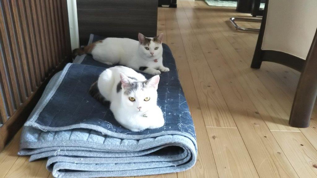 ペット1