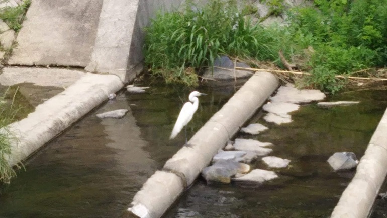 シラサギ