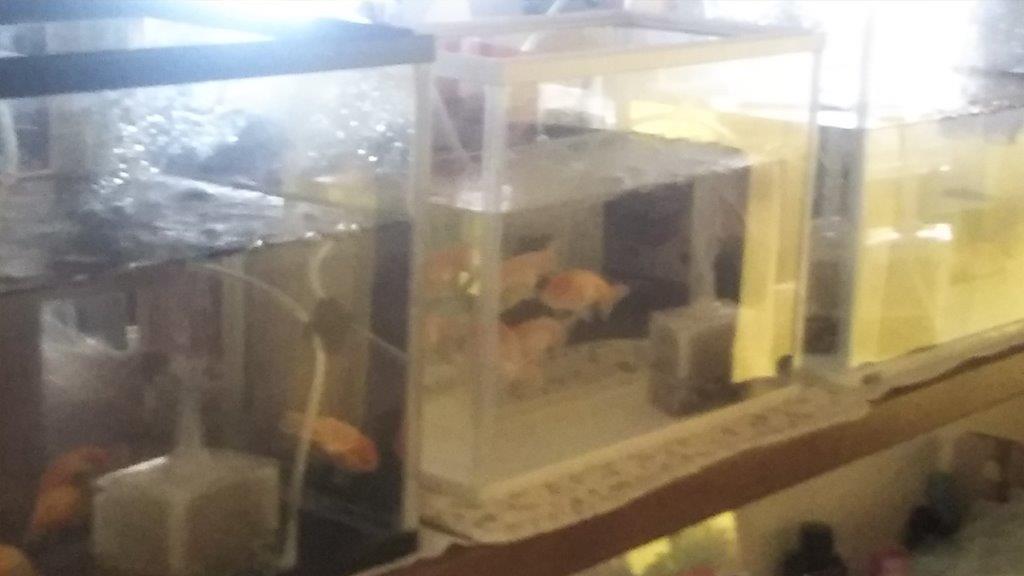 金魚