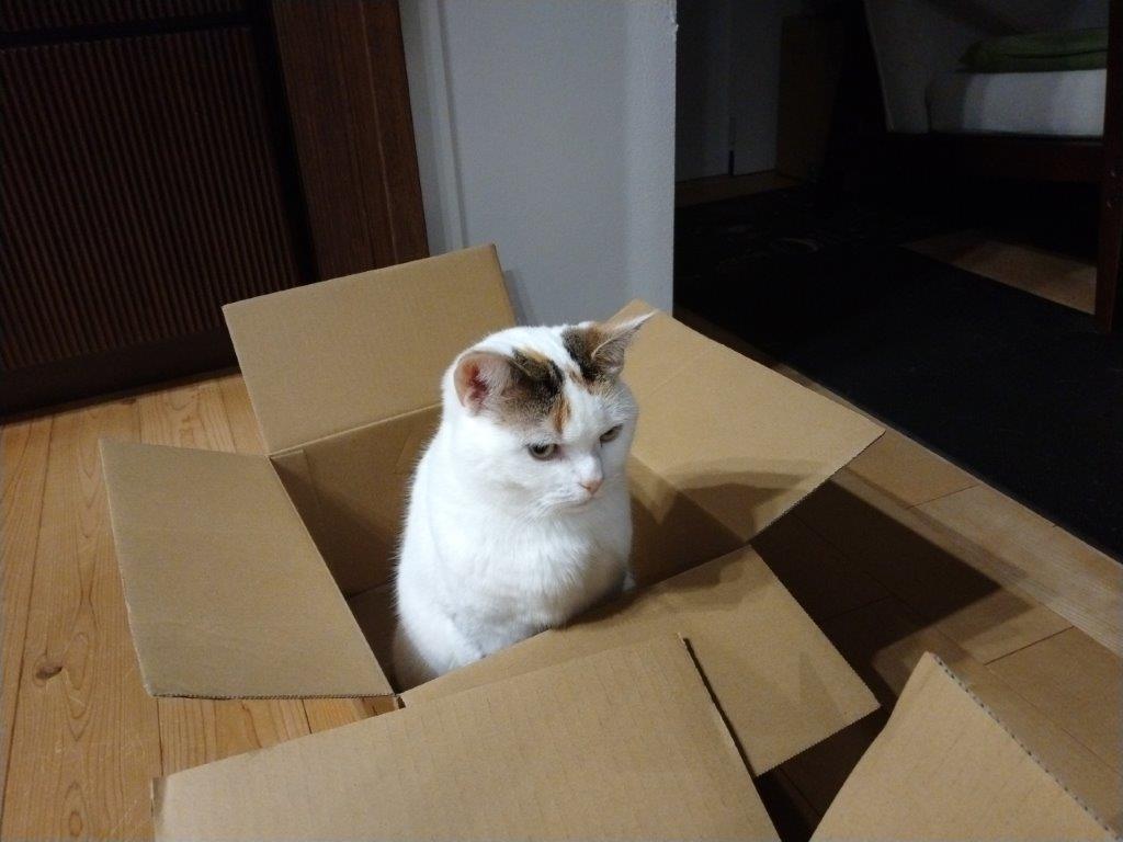 ペット２