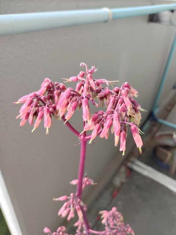 開花220220412