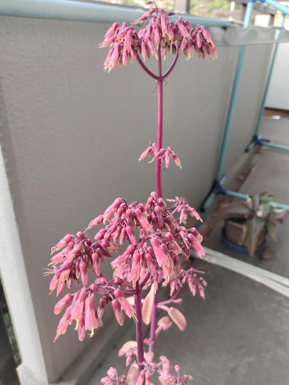 開花１20220412