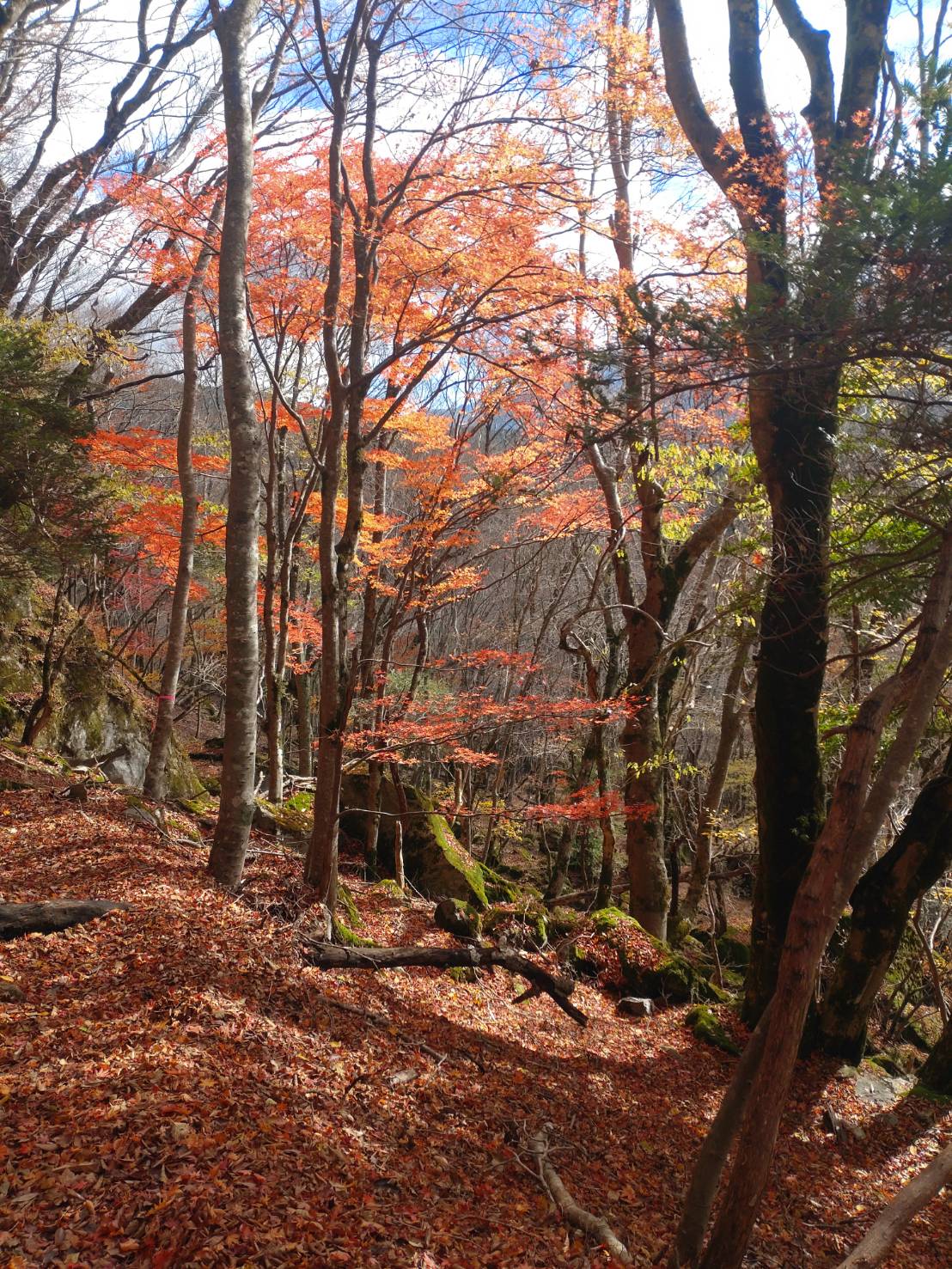 紅葉狩り