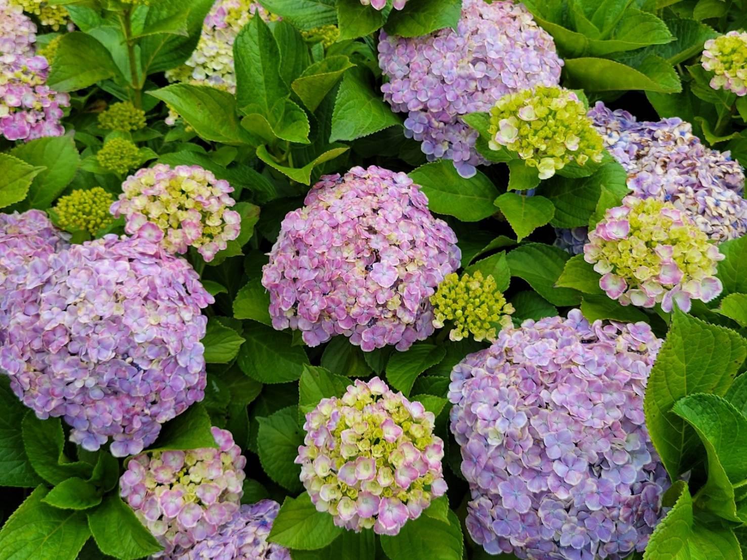 紫陽花の色