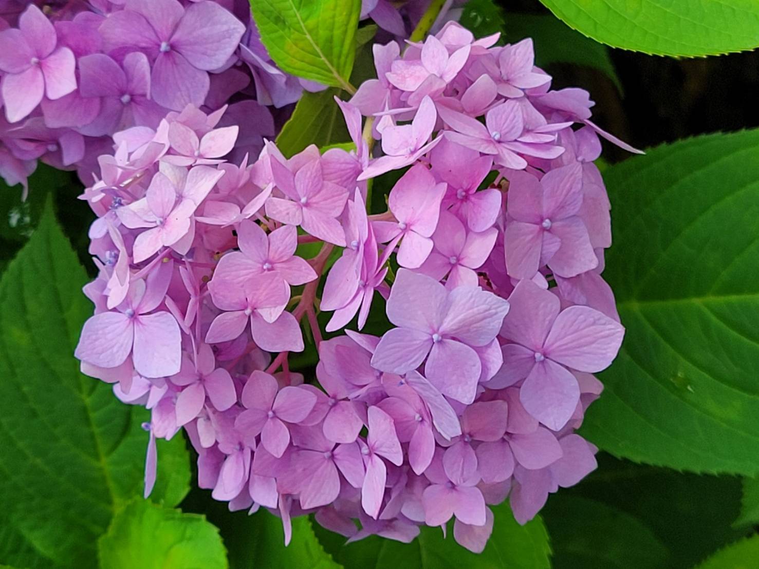 紫陽花ハート