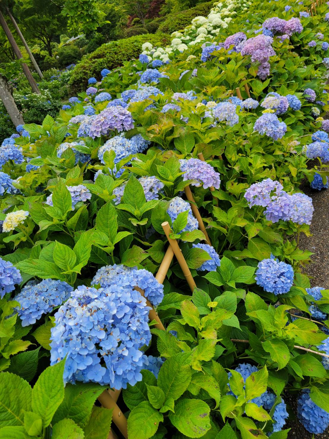 紫陽花の色3