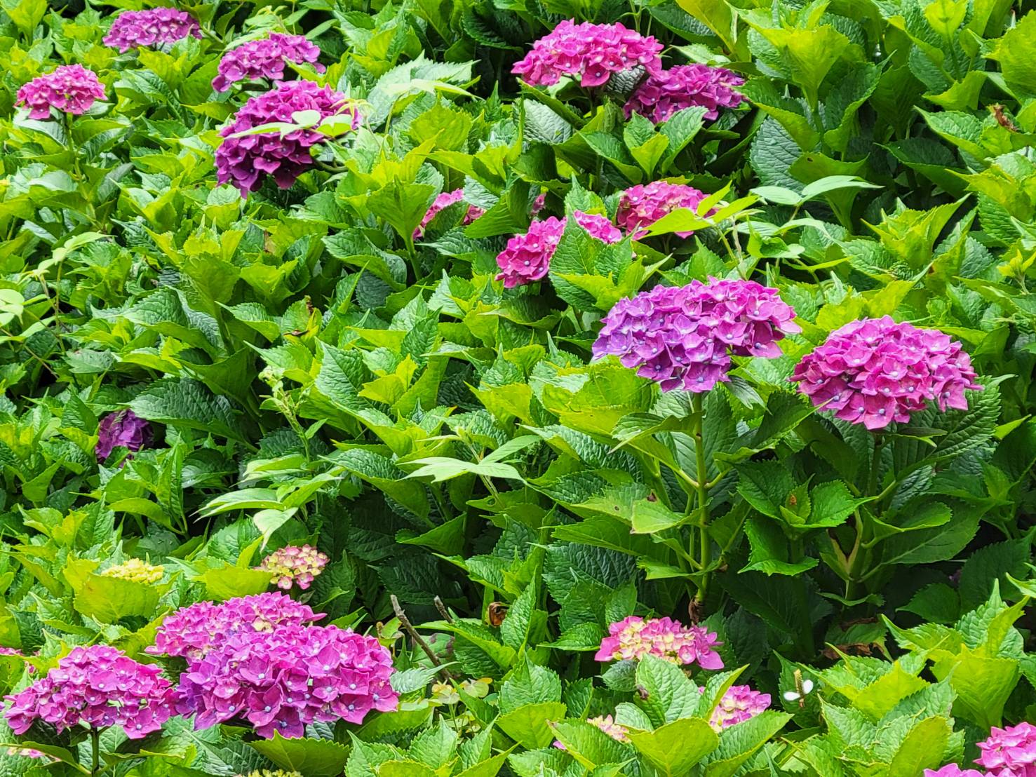 紫陽花の色2