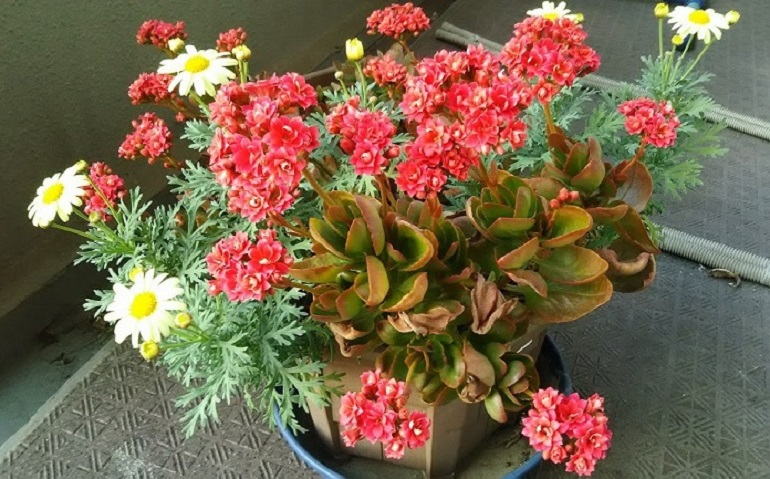 開花