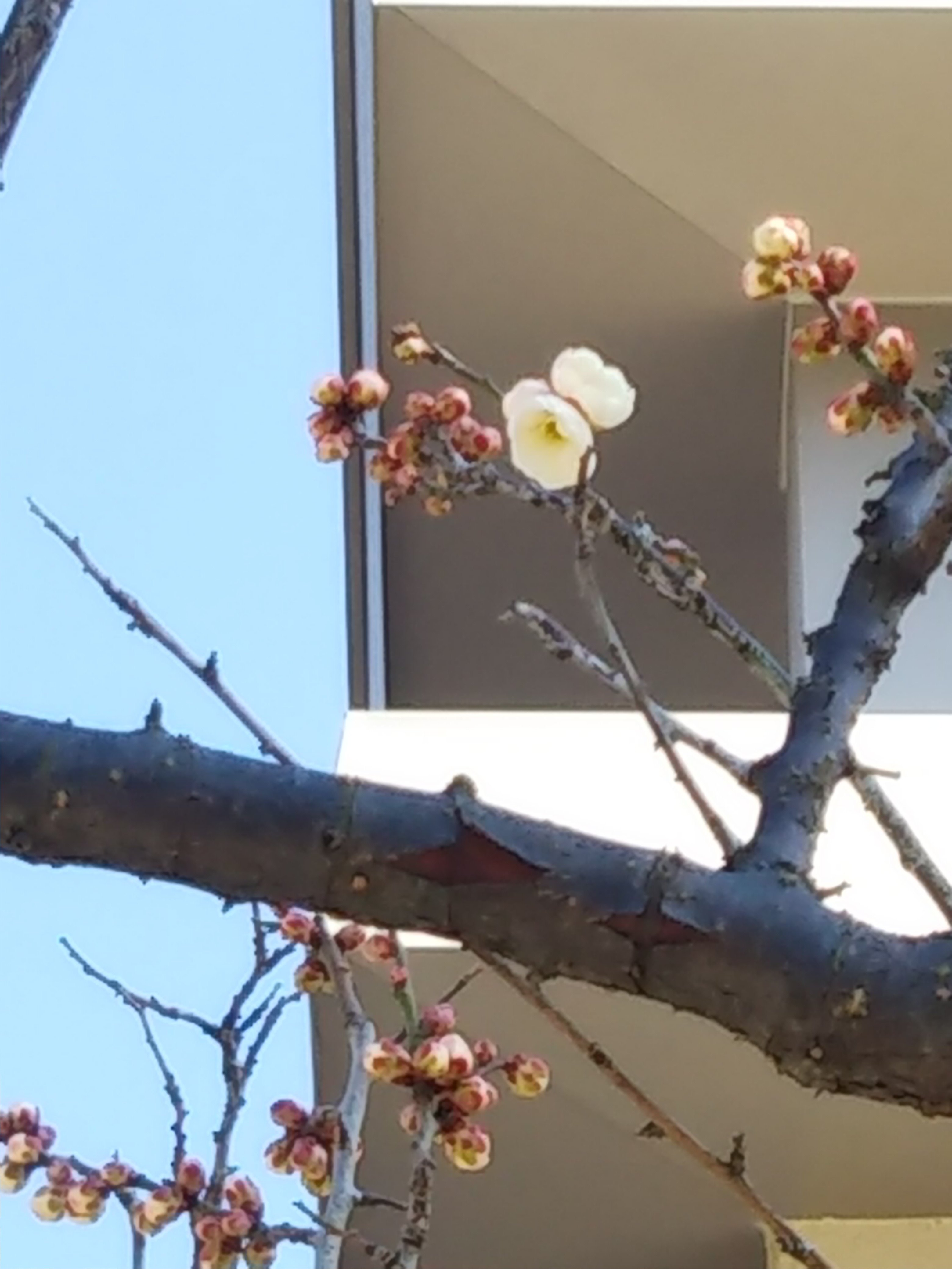最初の花