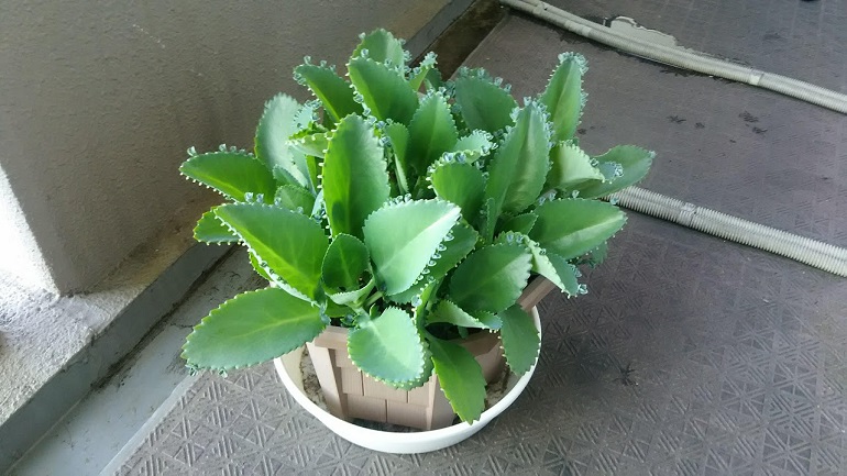 子宝草