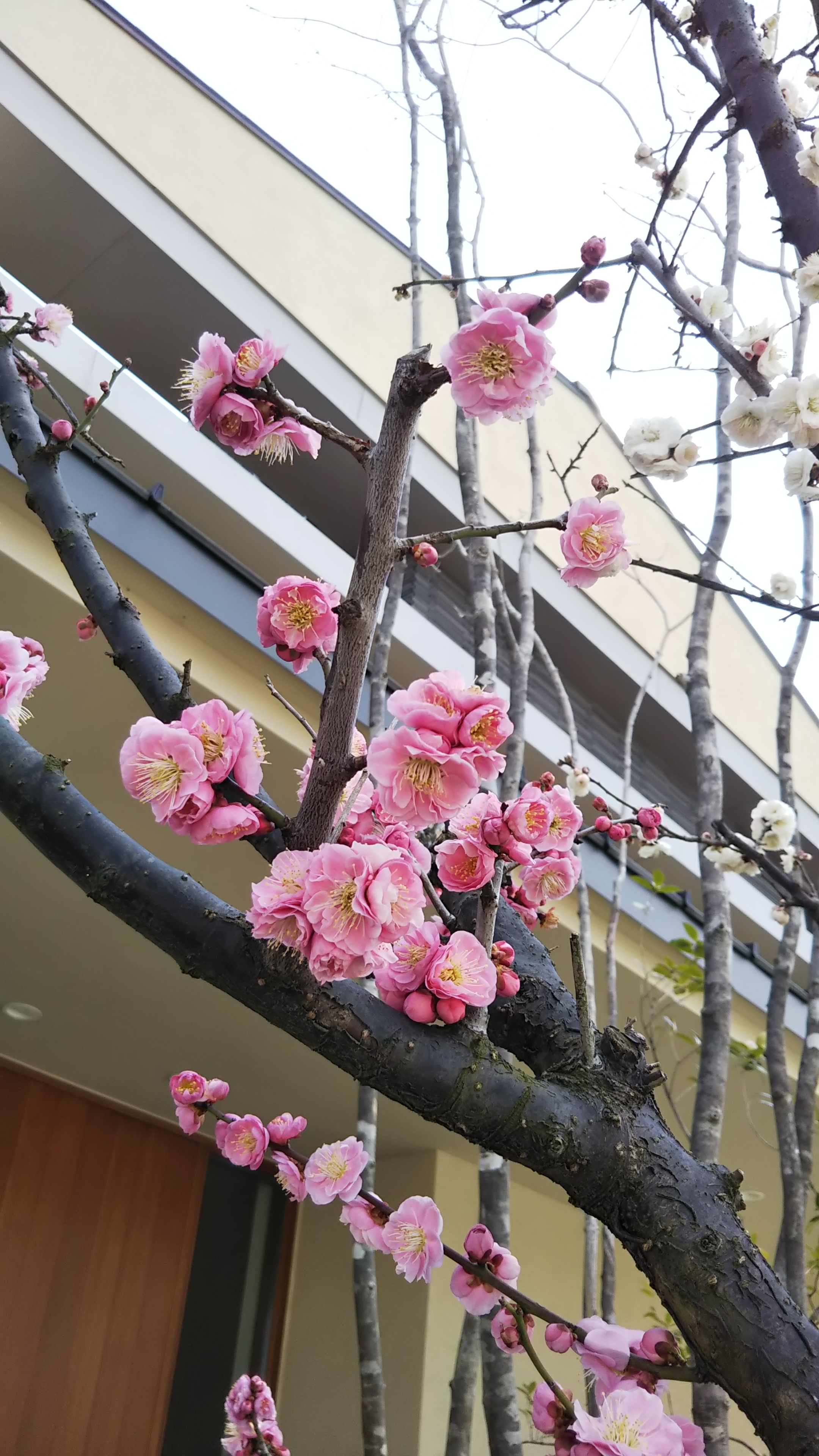 梅満開２