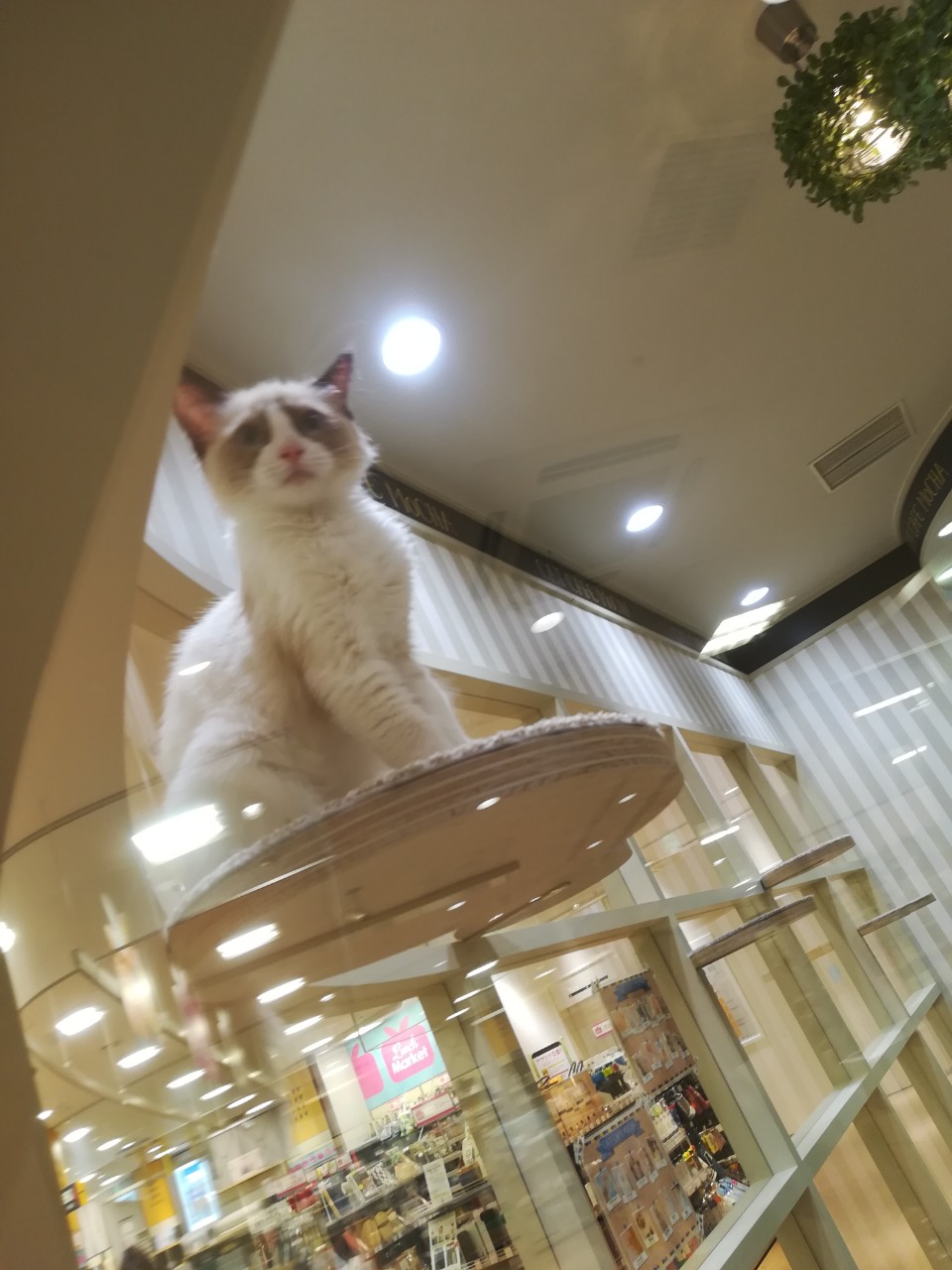 ネコカフェ3