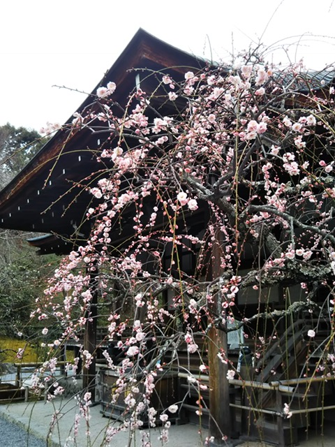 京都天龍寺梅
