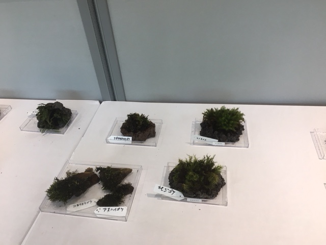 苔展の様子１
