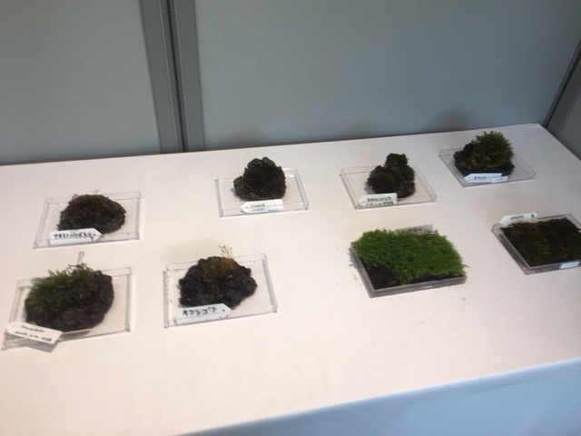 苔展の様子２