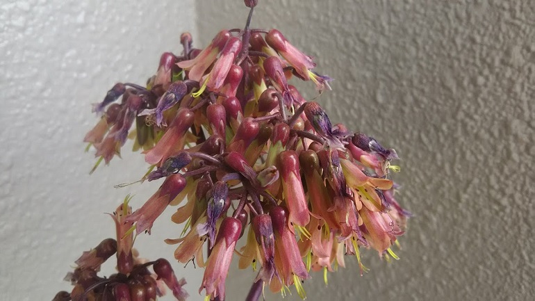 子宝草開花1