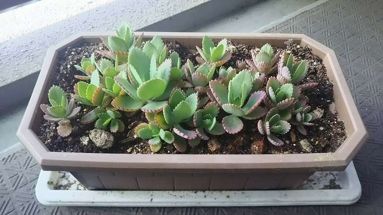 子宝草開花2