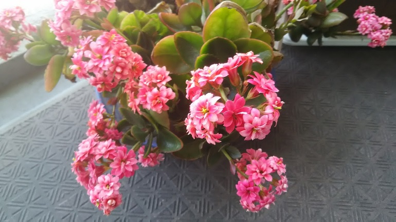 子宝草開花3