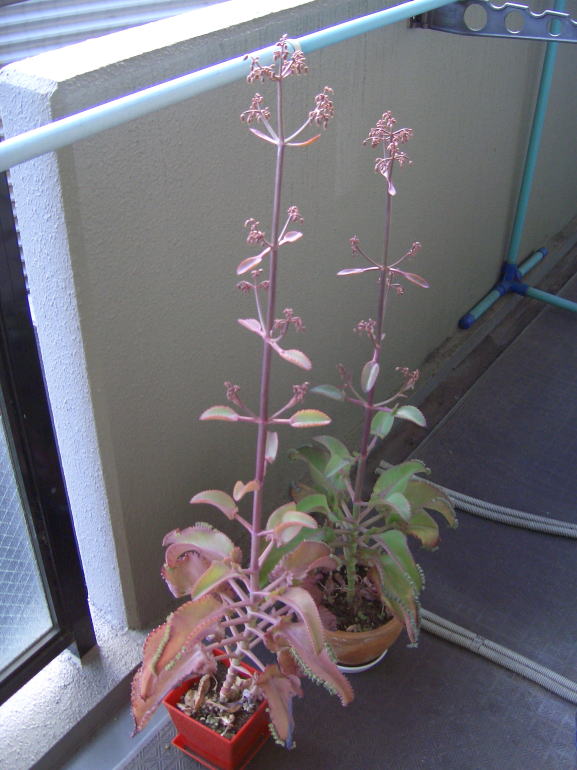 子宝草