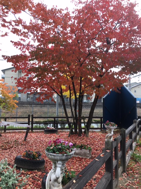 紅葉