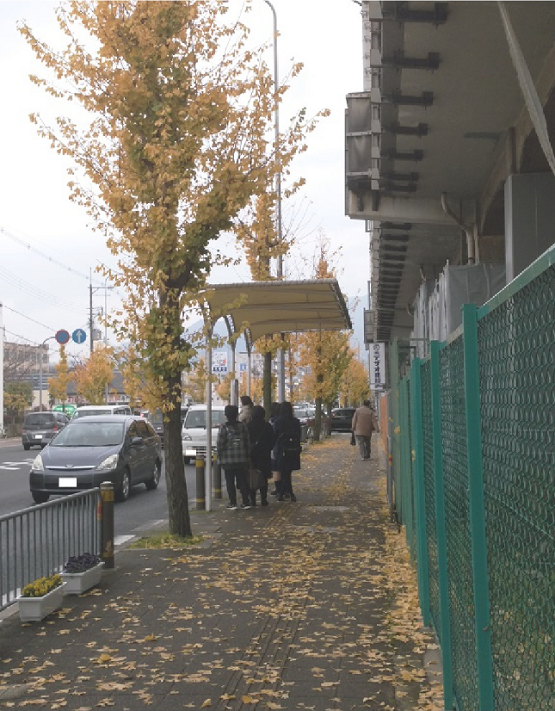 いちょう　街路樹