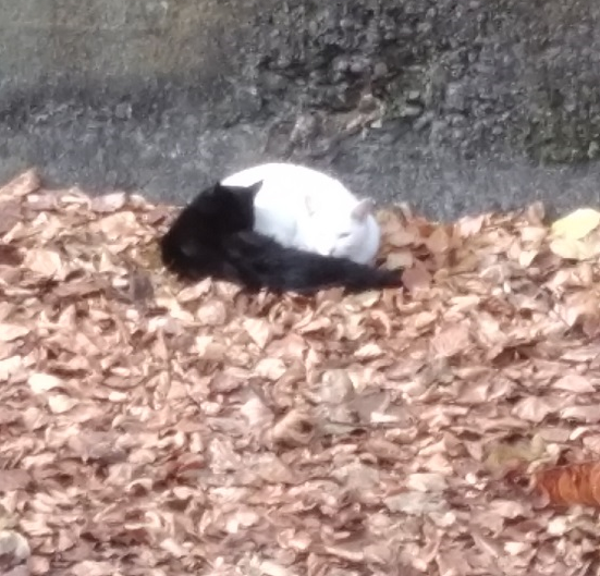 猫