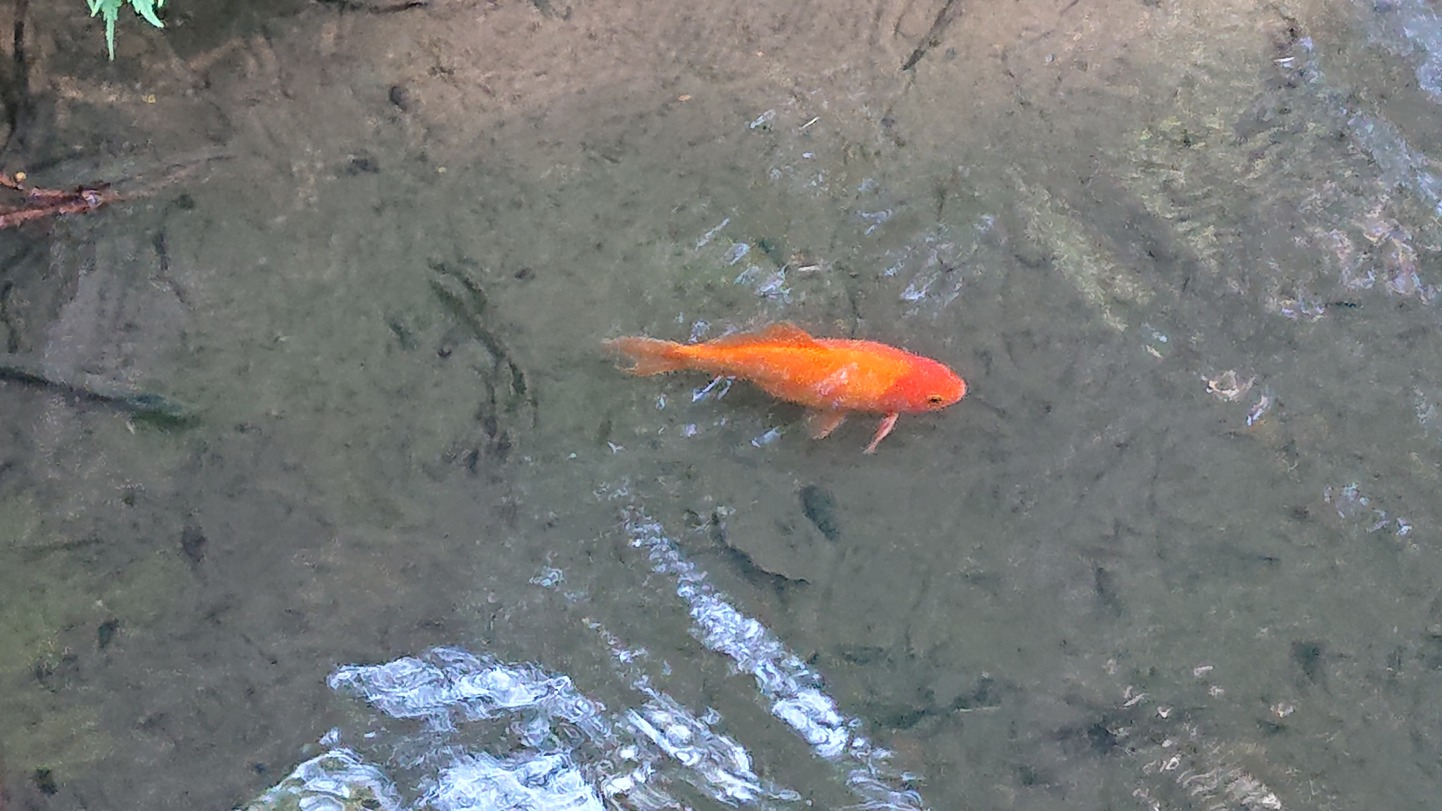 山の主