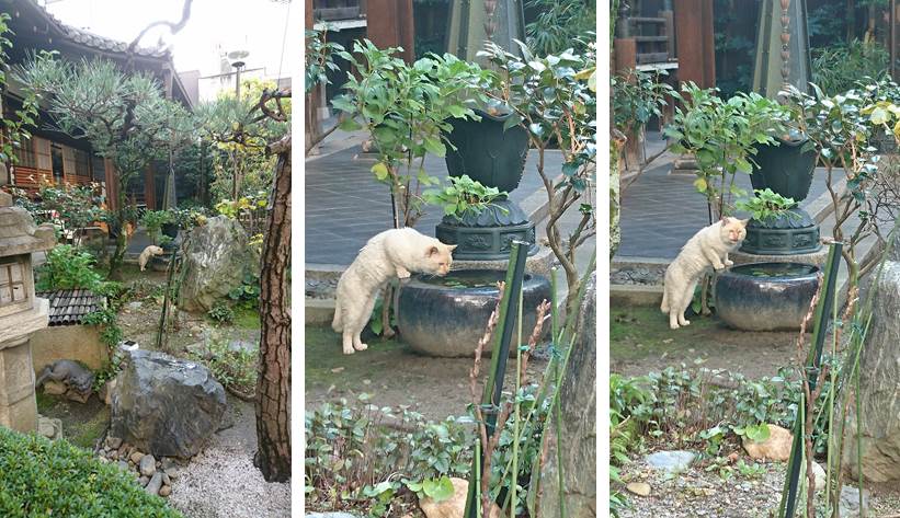 水を飲む猫