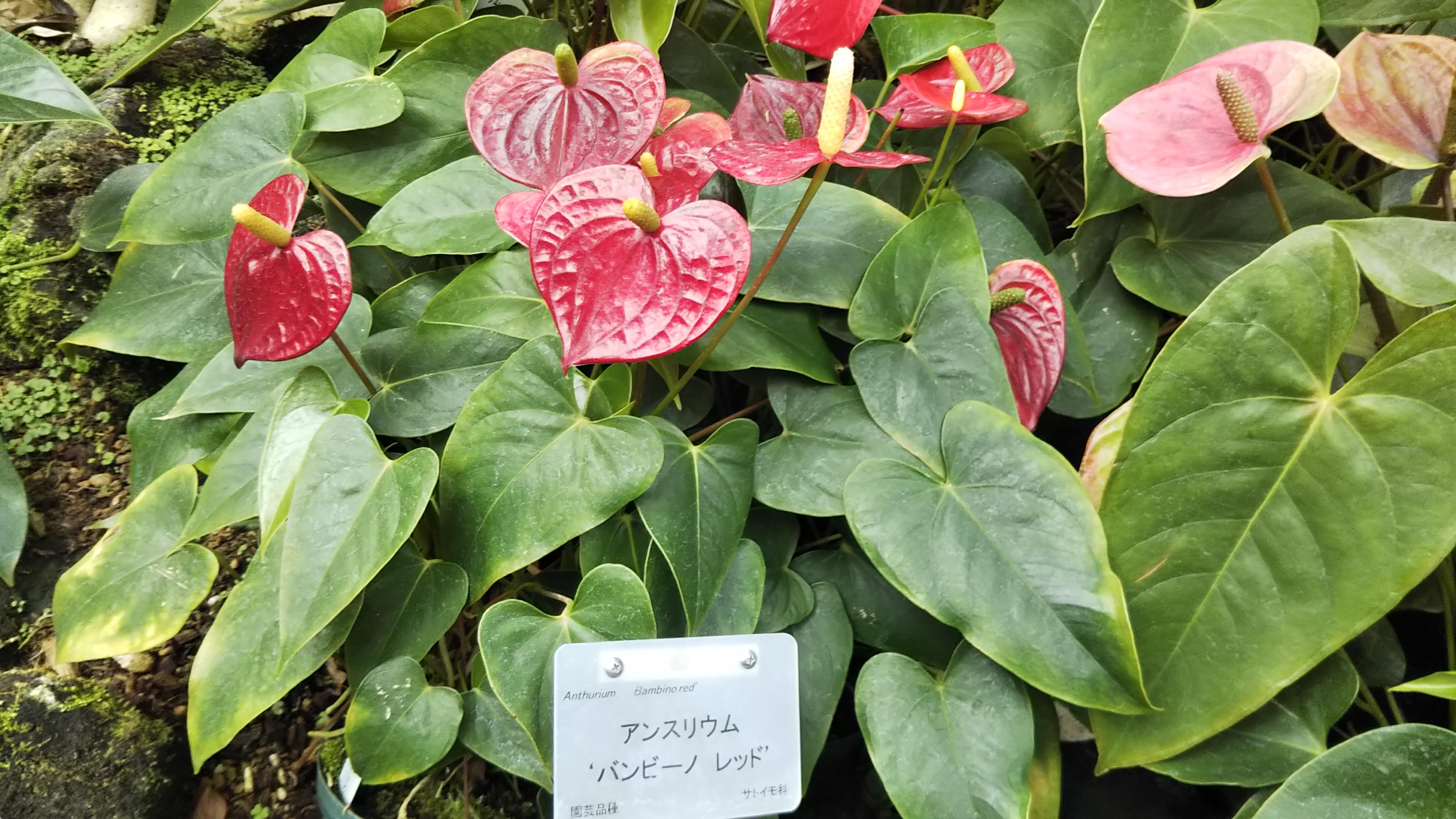 植物園1