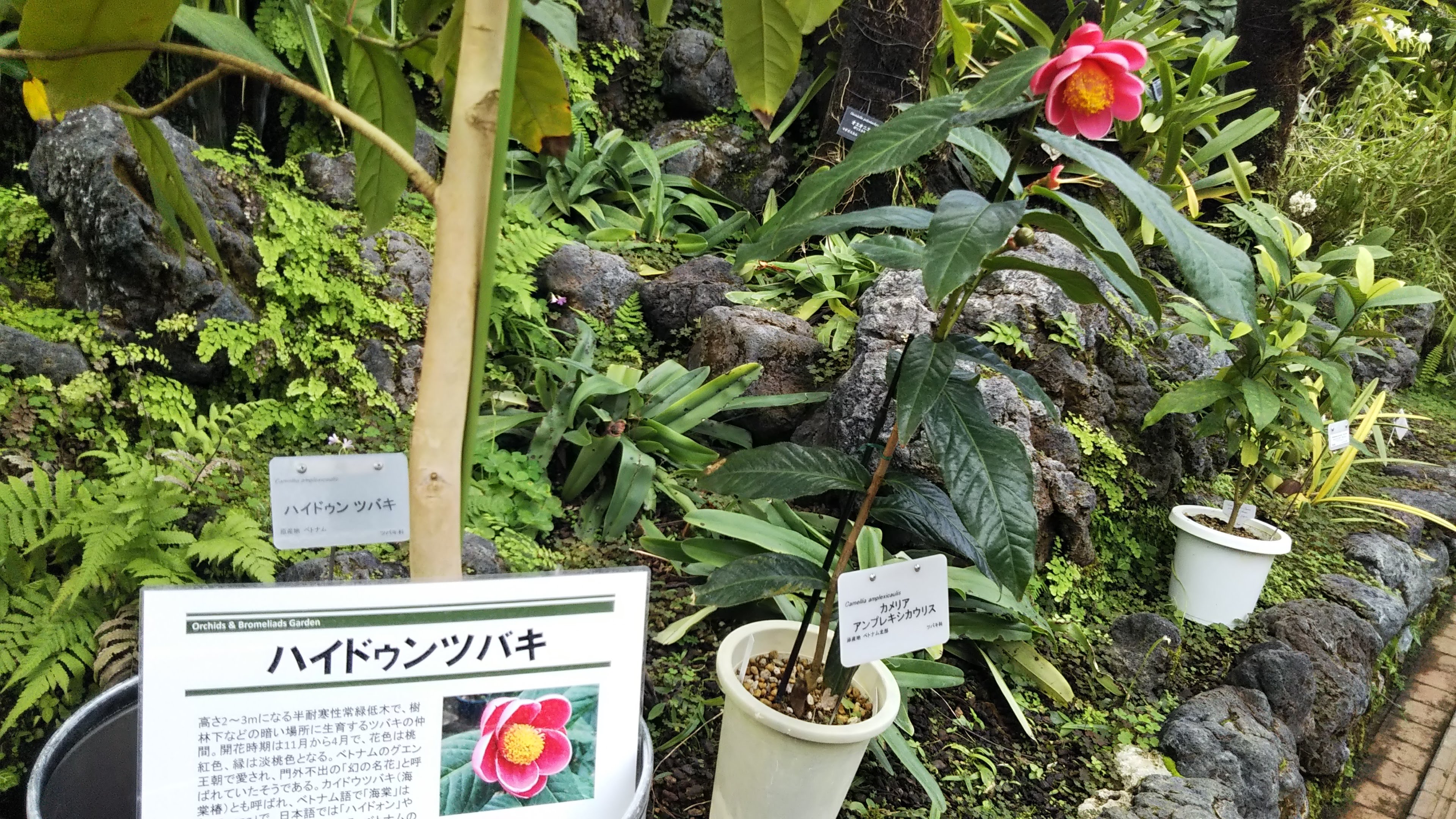 植物園２