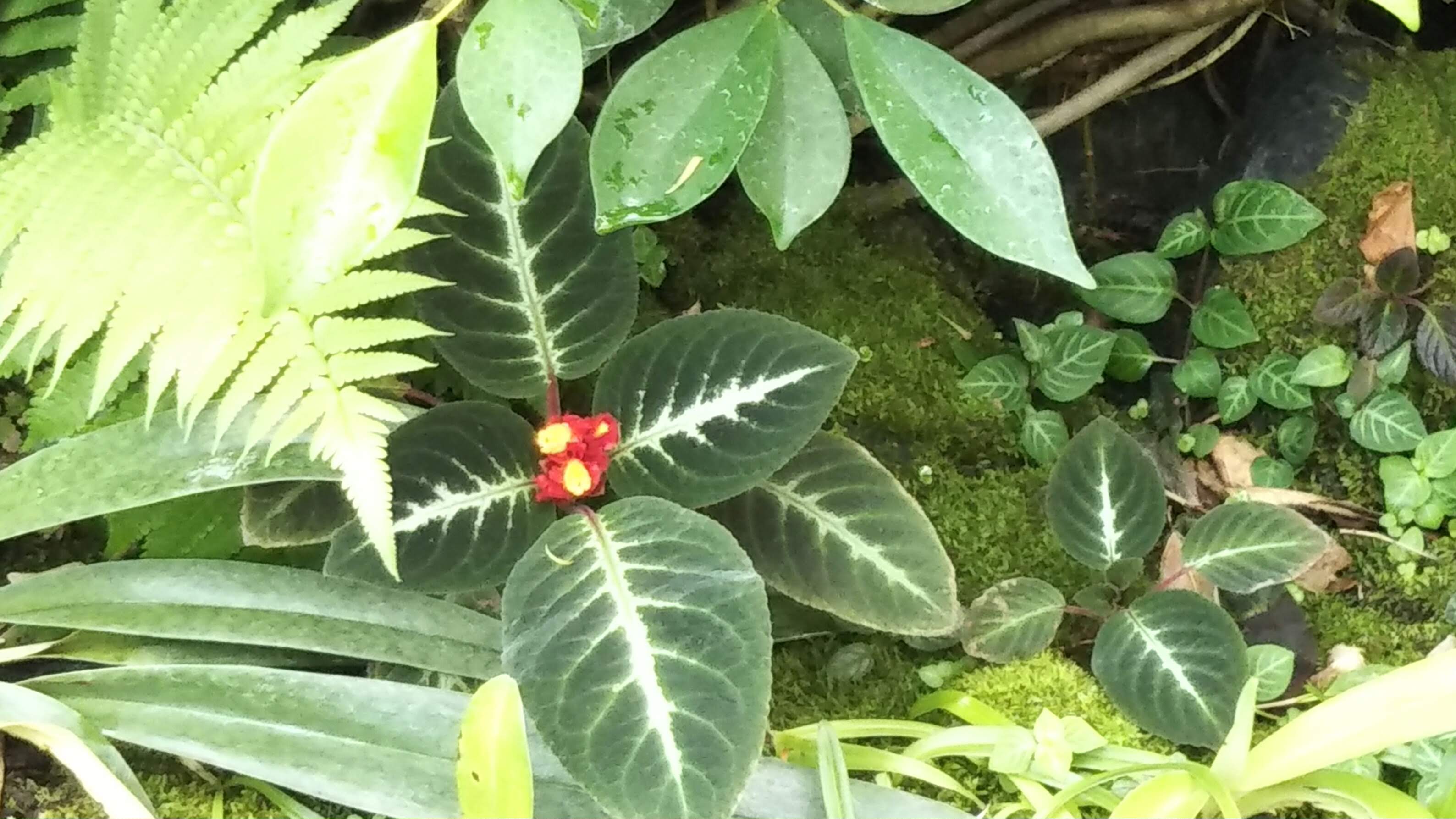 植物園３