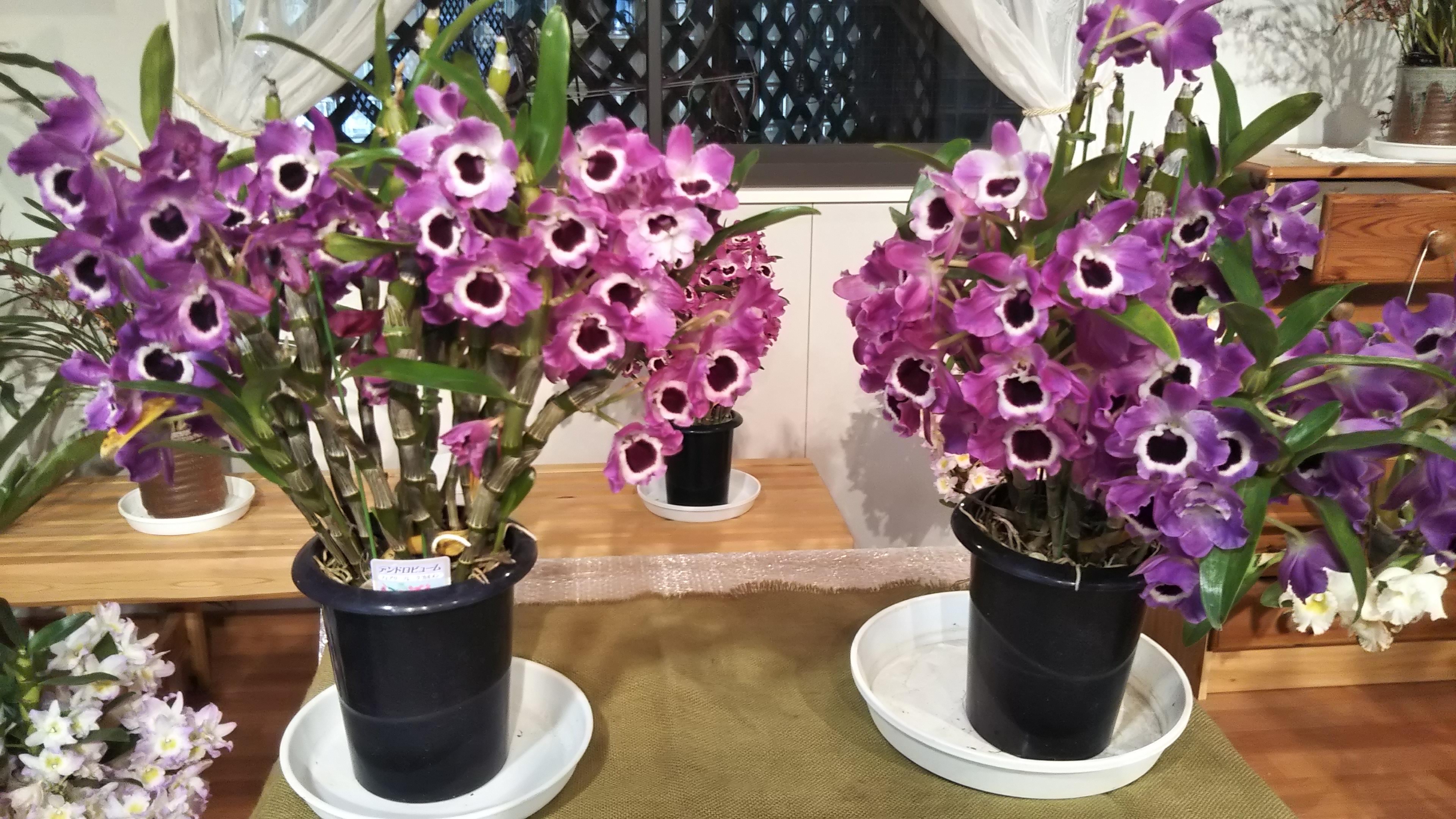 植物園４