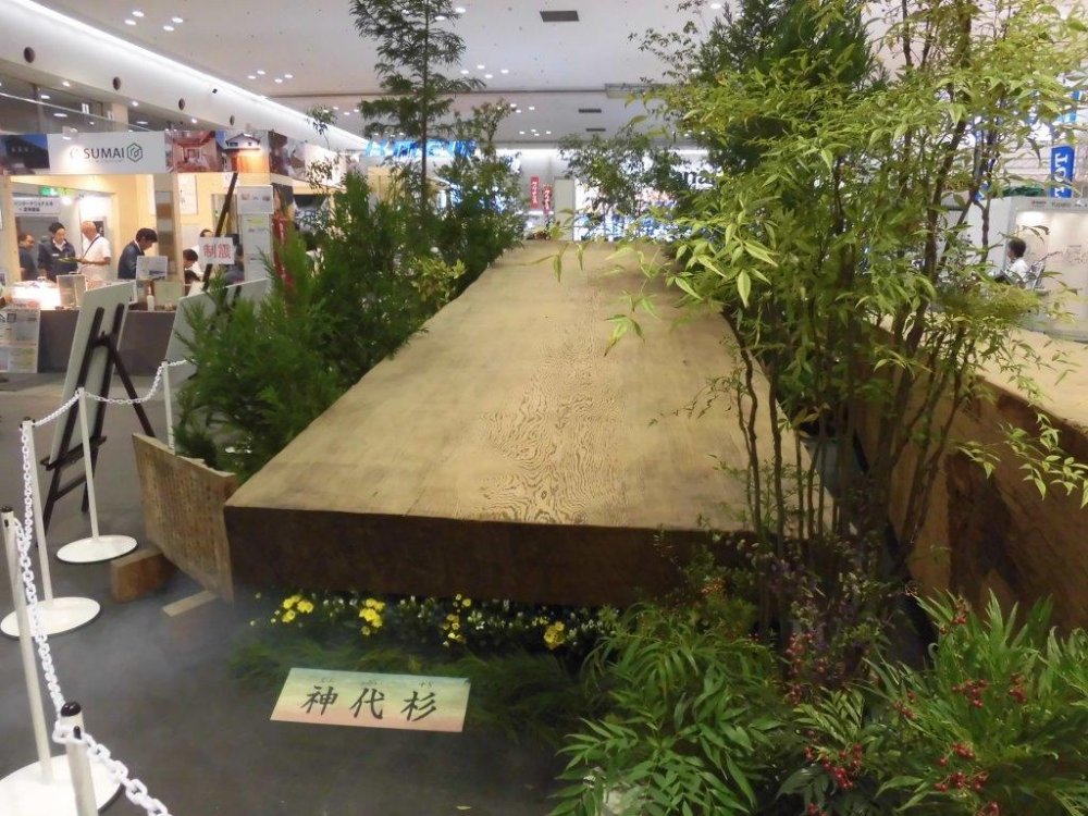神代杉２