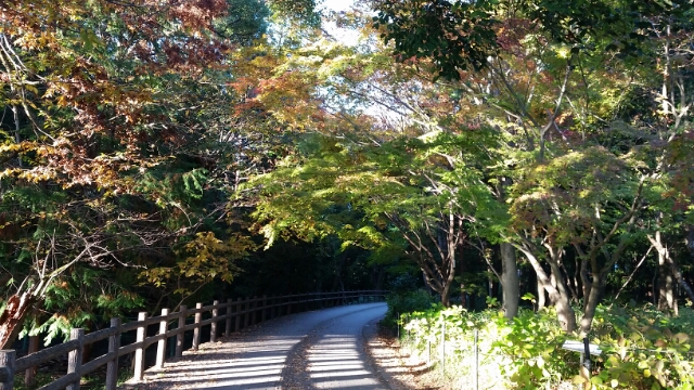 紅葉　２
