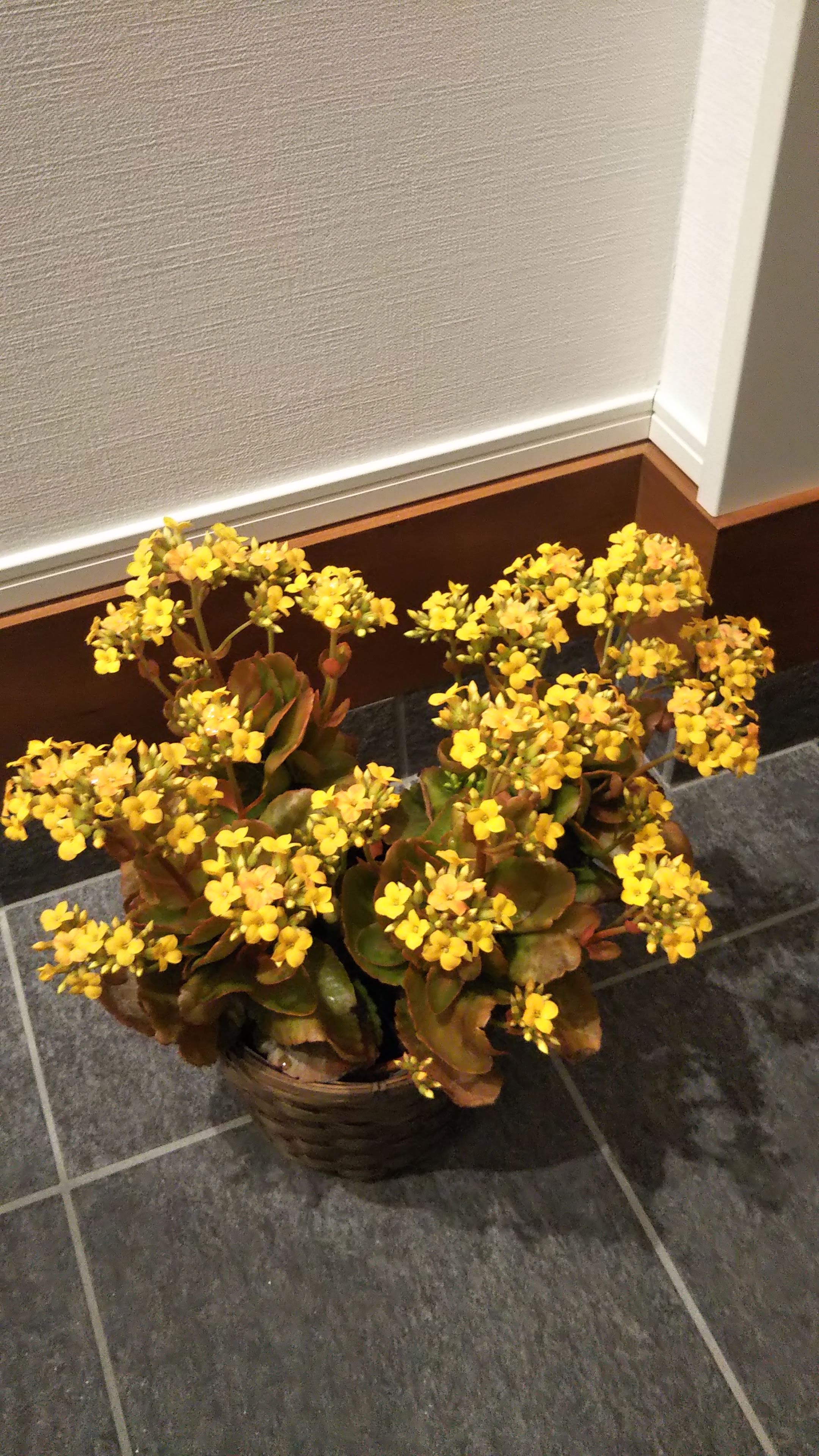 お花　カランコエ