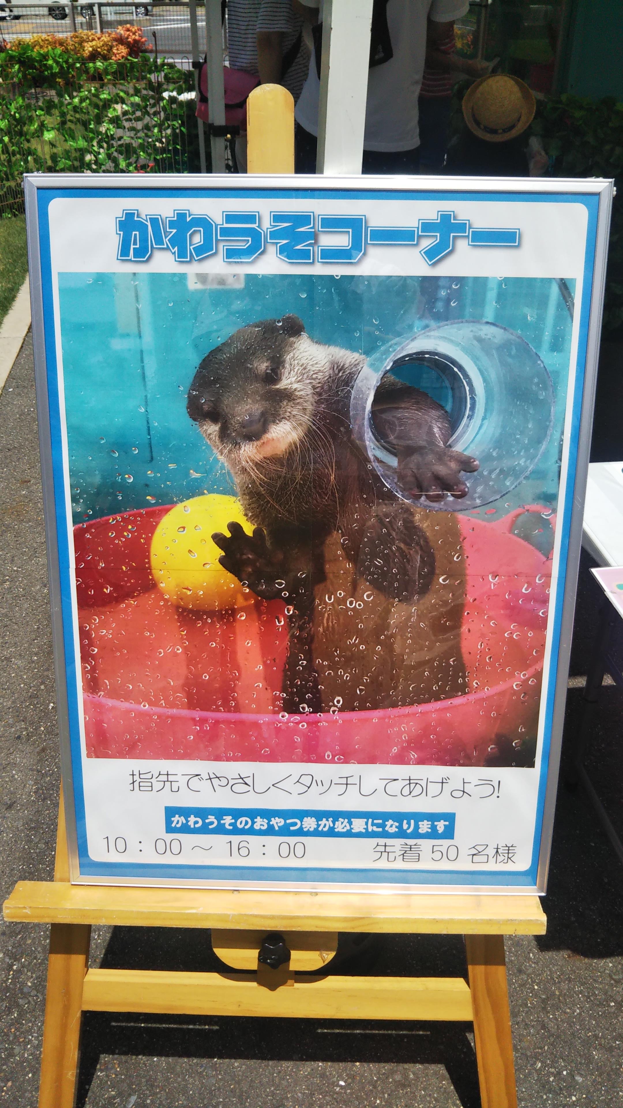 かわうそコーナー
