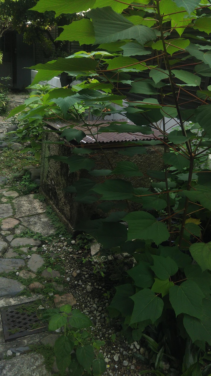 夏は近寄りがたい場所にありました。